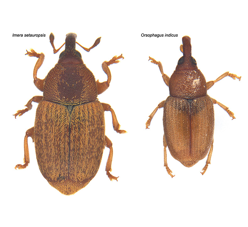 Imera setauropsis and Orsophagus indicus