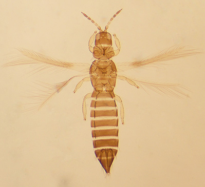 Stenchaetothrips subaequalis female