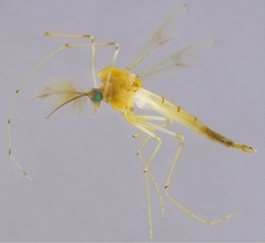 Stenochironomus inpa