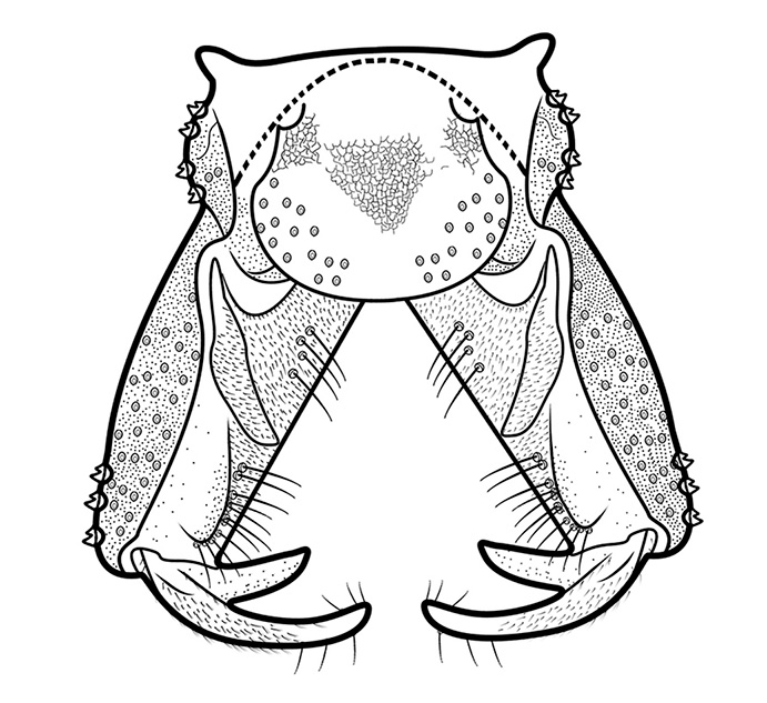 Brillia litangensis hypopygium