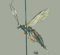 Helcostizus maculatus female