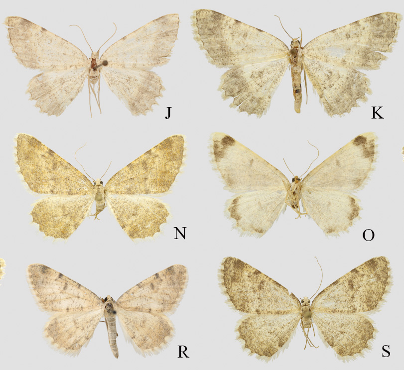 Rhipignophos moths