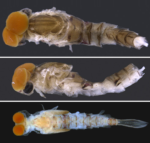 Apobaetis jacobusi