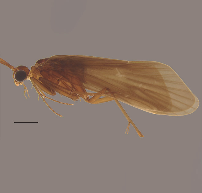 Polycentropus magdalenae