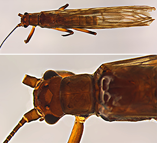 Tupiperla nessimiani