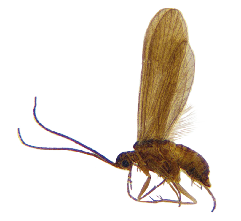 Agapetus quinonesi