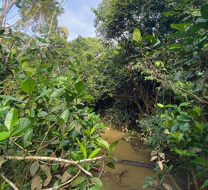 Mnesarete bidentata habitat