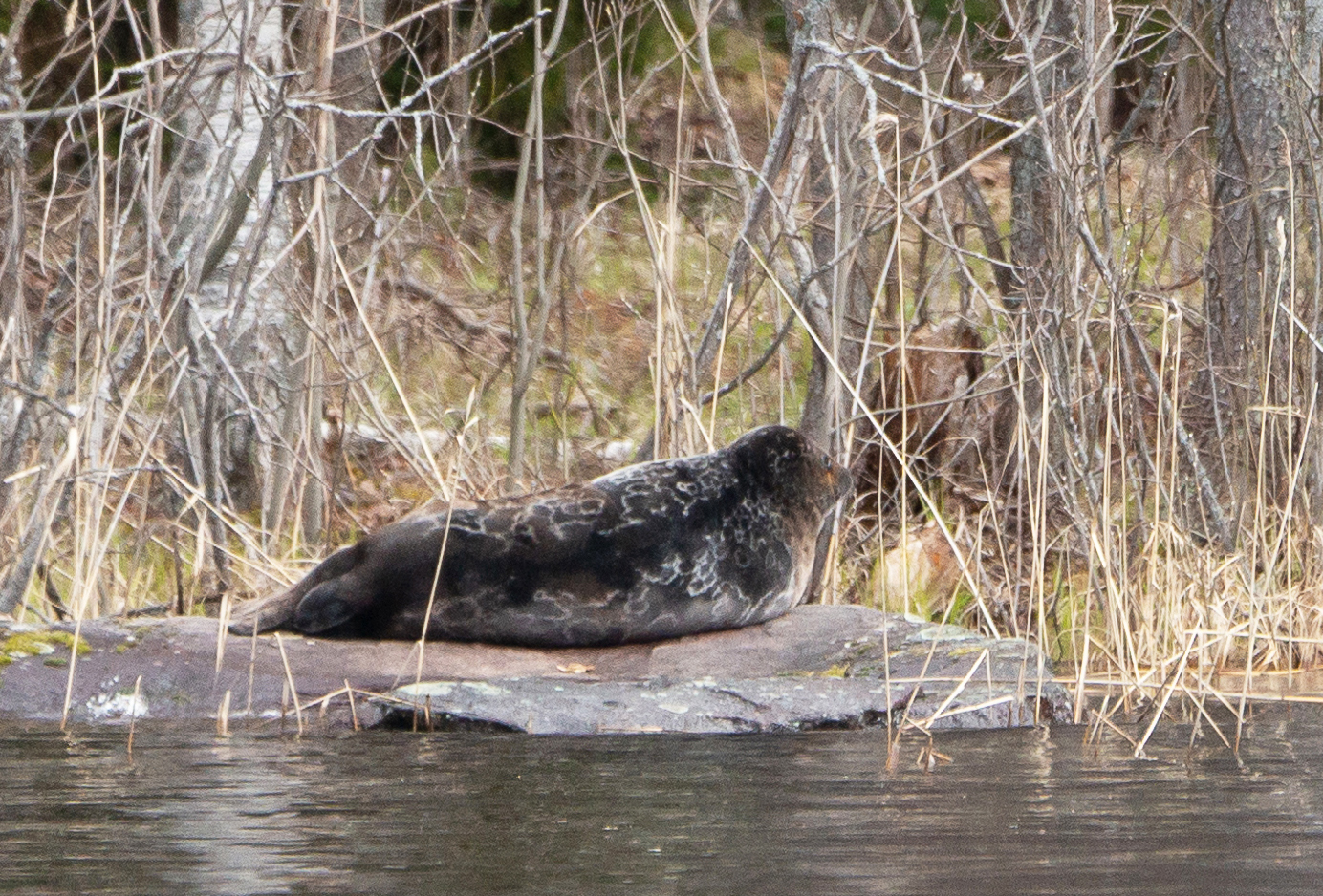Saimaa ringed seal. Photo by Anssi Vainikka.